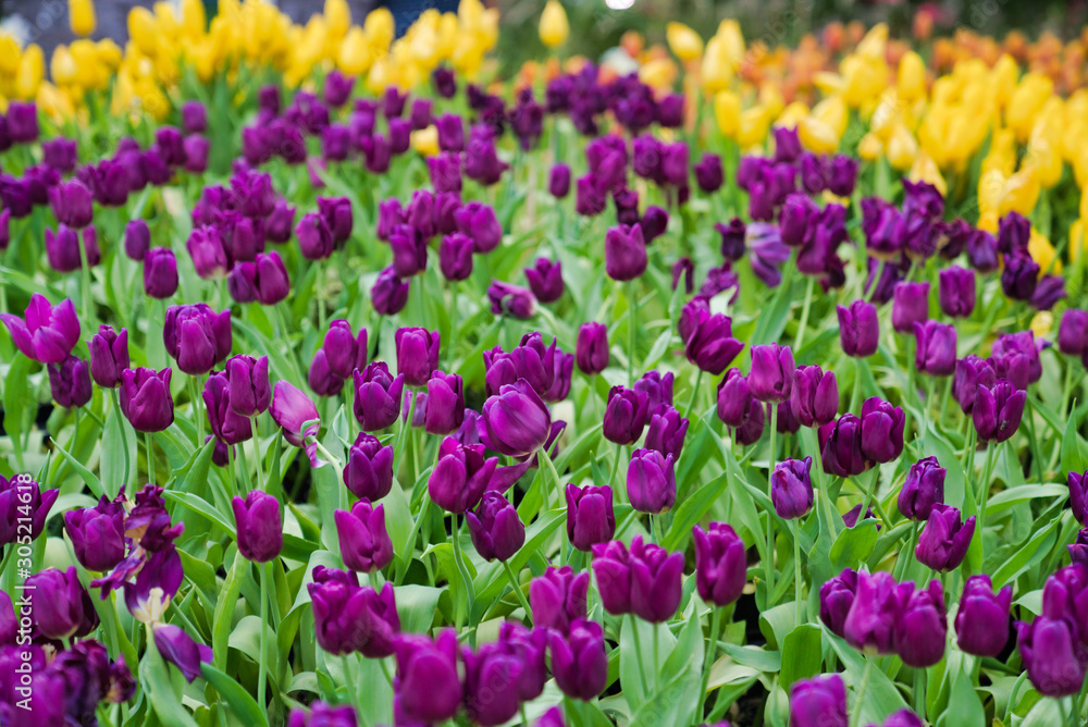 Beautiful purple tulip flower.Blooming colorful tulip flowers in garden as floral background