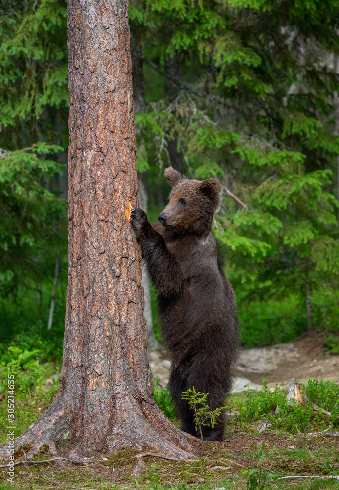 Brown bear stands near a tree in funny poses against the background of the forest. Summer. Finland. Brown bear stands near a tree in funny poses against the background of the forest. Summer. Finland.