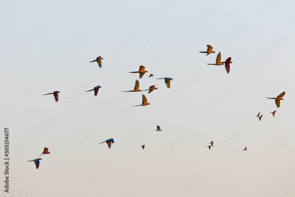Fototapeta premium Colorful flock of parrot flying in the sky, Freedom concept