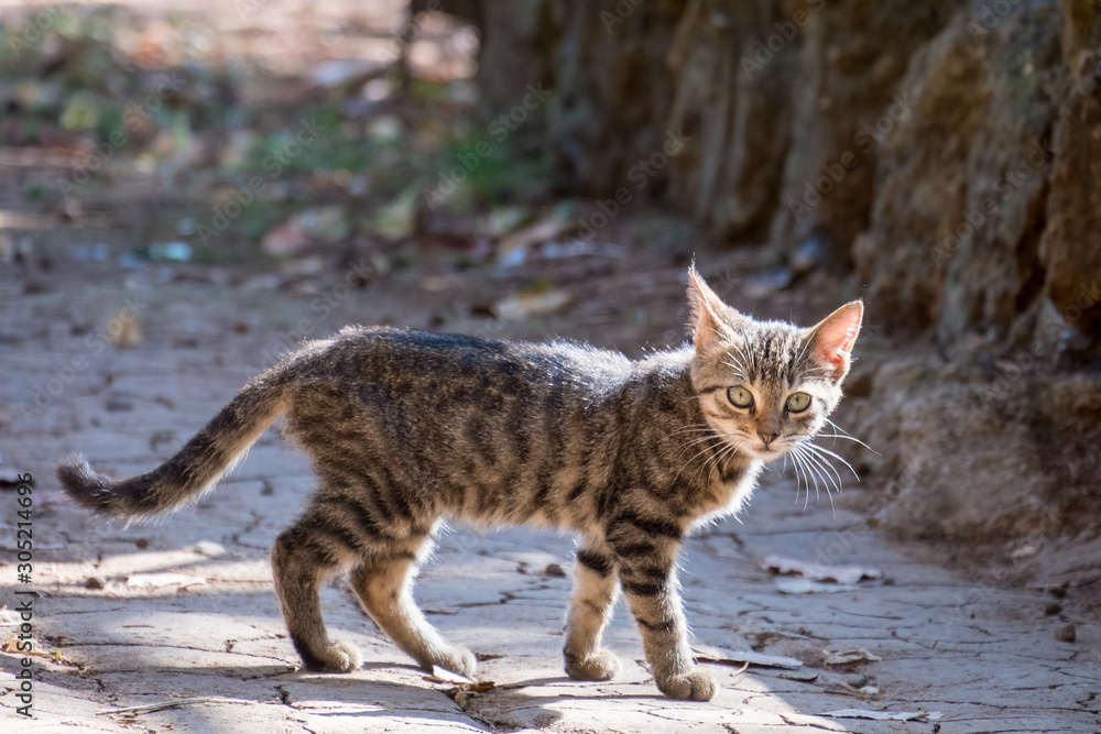 Naklejka premium kitten in the street on a sunny day
