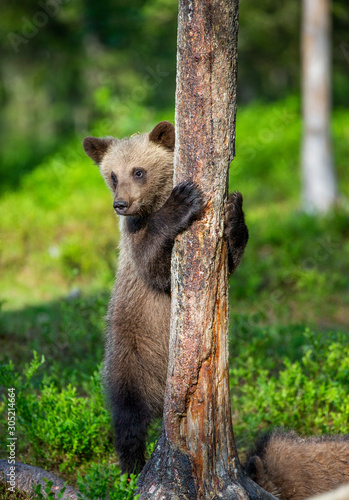 Little bear in the forest in its habitat. White Nights. Summer. Finland.