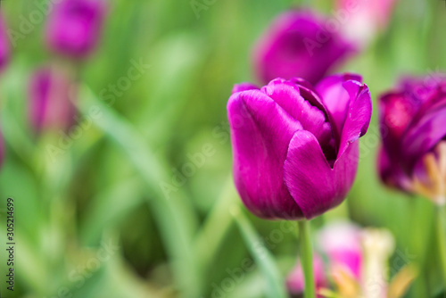 Beautiful pink  tulip flower.Blooming colorful tulip flowers in garden as floral background