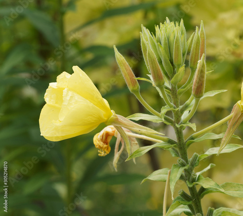 (Oenothera biennis) Gros plan sur fleurs d'Onagre bisannuelle à quatre pétales avec ses étamines et ses boutons