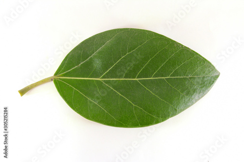 The national tree of India ,Banyan Tree Leaf isolated on white background.