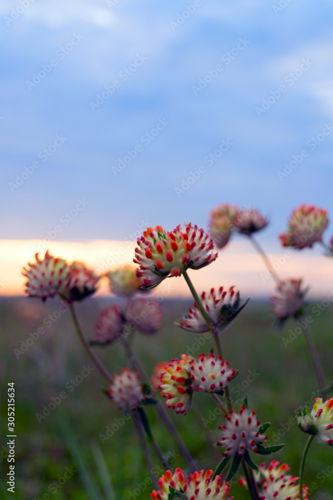Green background. Steppe landscape with wildflowers at sunset. Green background. Steppe landscape with wildflowers at sunset.