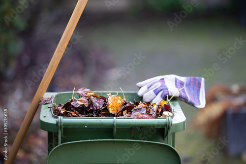 Sweeping the fallen leaves from the garden ground into a green waste bin for recycling during autumn fall season
