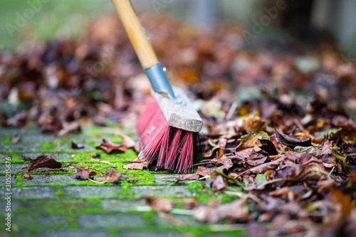 Wallpaper Mural Sweeping the fallen leaves from the garden ground into a green waste bin for recycling during autumn fall season Torontodigital.ca