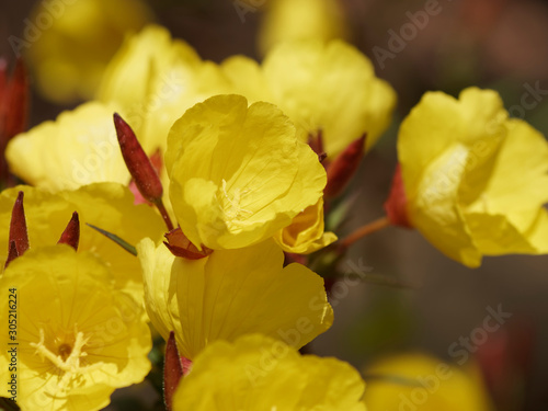 Oenothera biennis | Fleurs et boutons d'onagre bisannuelle ou belle de nuit