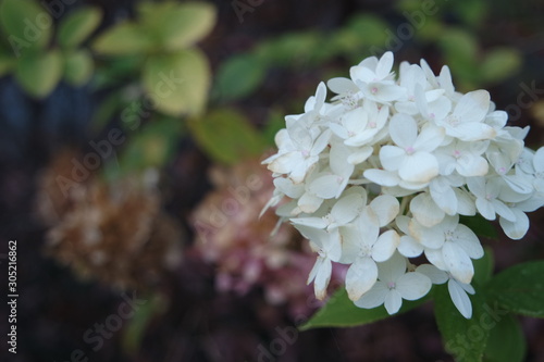 White hydrangea flower with green leaves in the background