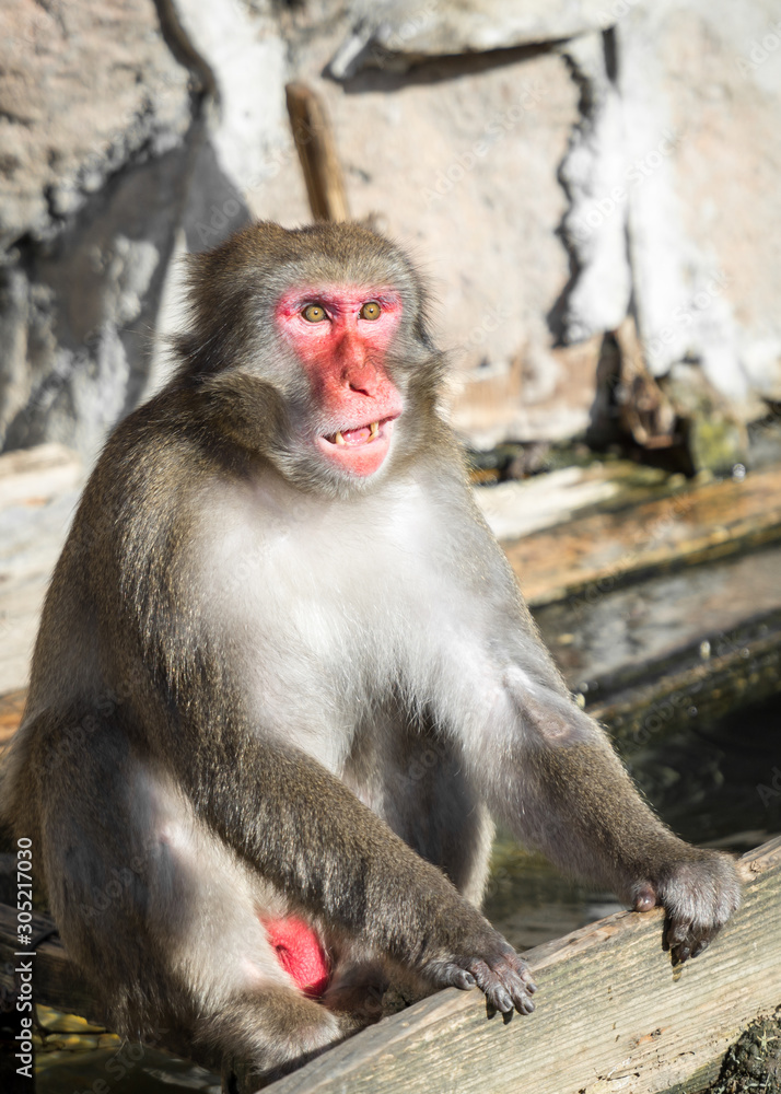 Smiling and sitting red face Japanese macaque monkey Smiling and sitting red face Japanese macaque monkey
