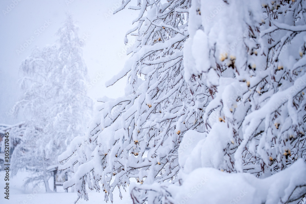 Winter landscape in the town of Neustift in the Stubai Valley in Austria. Snowy trees after heavy snowfall Winter landscape in the town of Neustift in the Stubai Valley in Austria. Snowy trees after heavy snowfall
