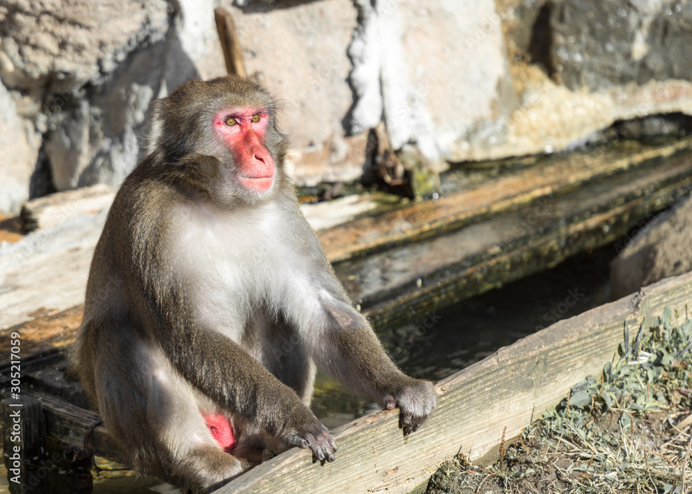 Sitting Japanese macaque monkey with red face