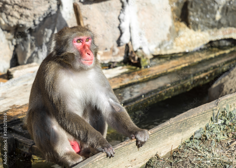 Sitting Japanese macaque monkey with red face Sitting Japanese macaque monkey with red face