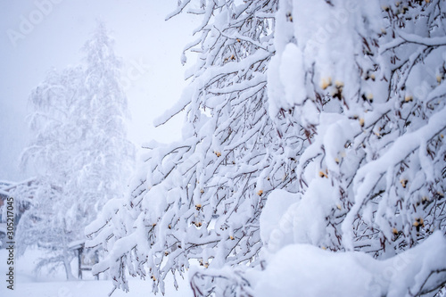 Winter landscape in the town of Neustift in the Stubai Valley in Austria. Snowy trees after heavy snowfall