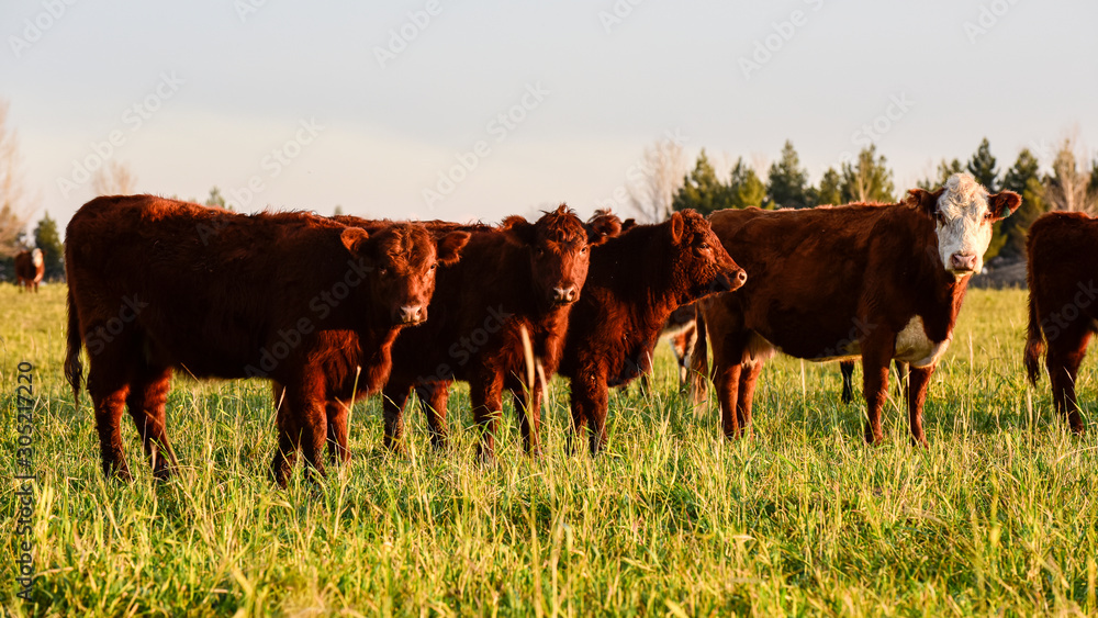Steers fed on natural grass, Buenos Aires Province, Argentina