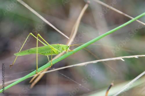 Light-green locust on a grass blade. Shot in a forest near Kyiv, Ukraine. Macro photo