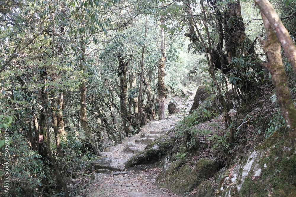 wild big tree in langtang himal, nepal wild big tree in langtang himal, nepal