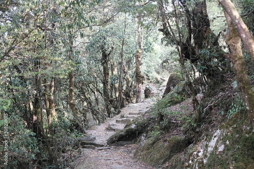 wild big tree in langtang himal, nepal