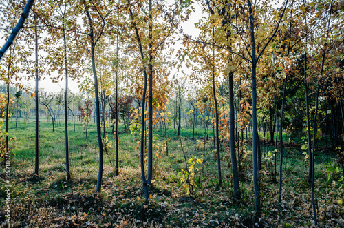 Nursery deciduous plants in the autumn sunny day. Young stems of deciduous trees intended for transplanting.