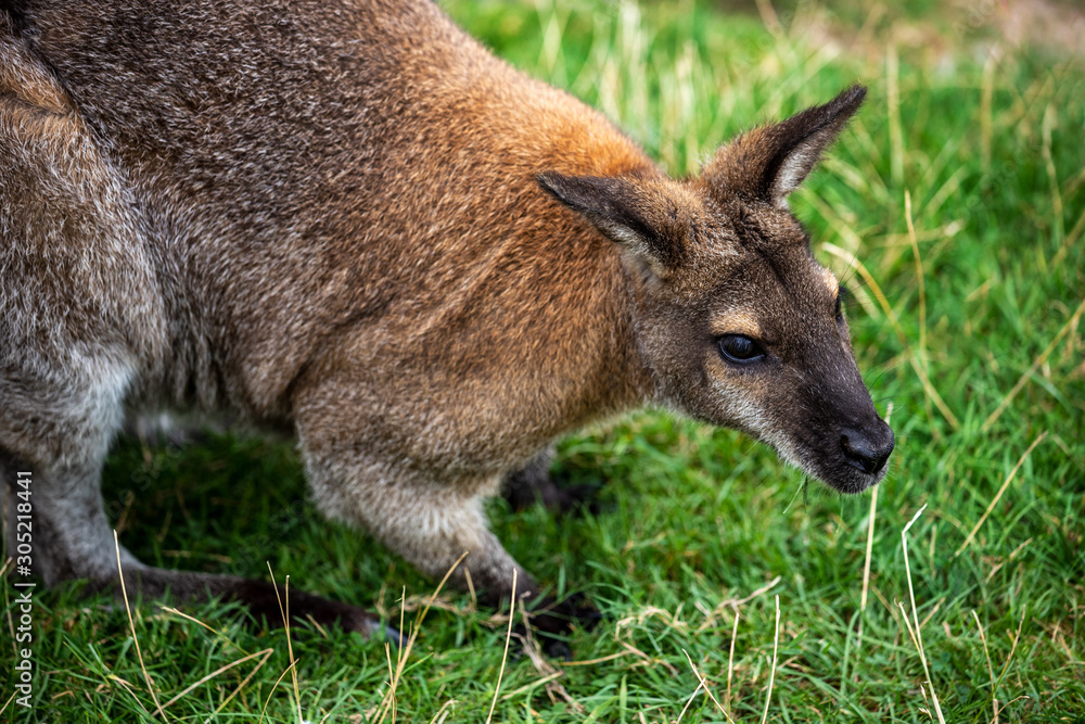 Portrait of adult wallaby macropodidae on the green grass