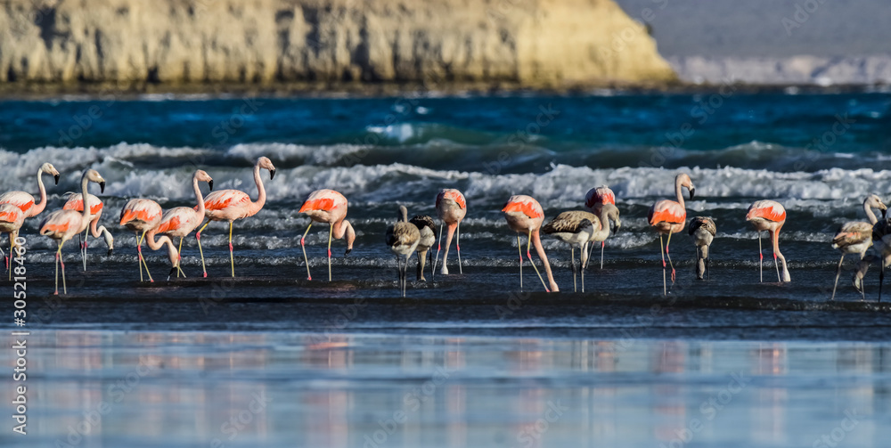 Naklejka premium Flamingos flock, Peninsula Valdes, Patagonia, Argentina