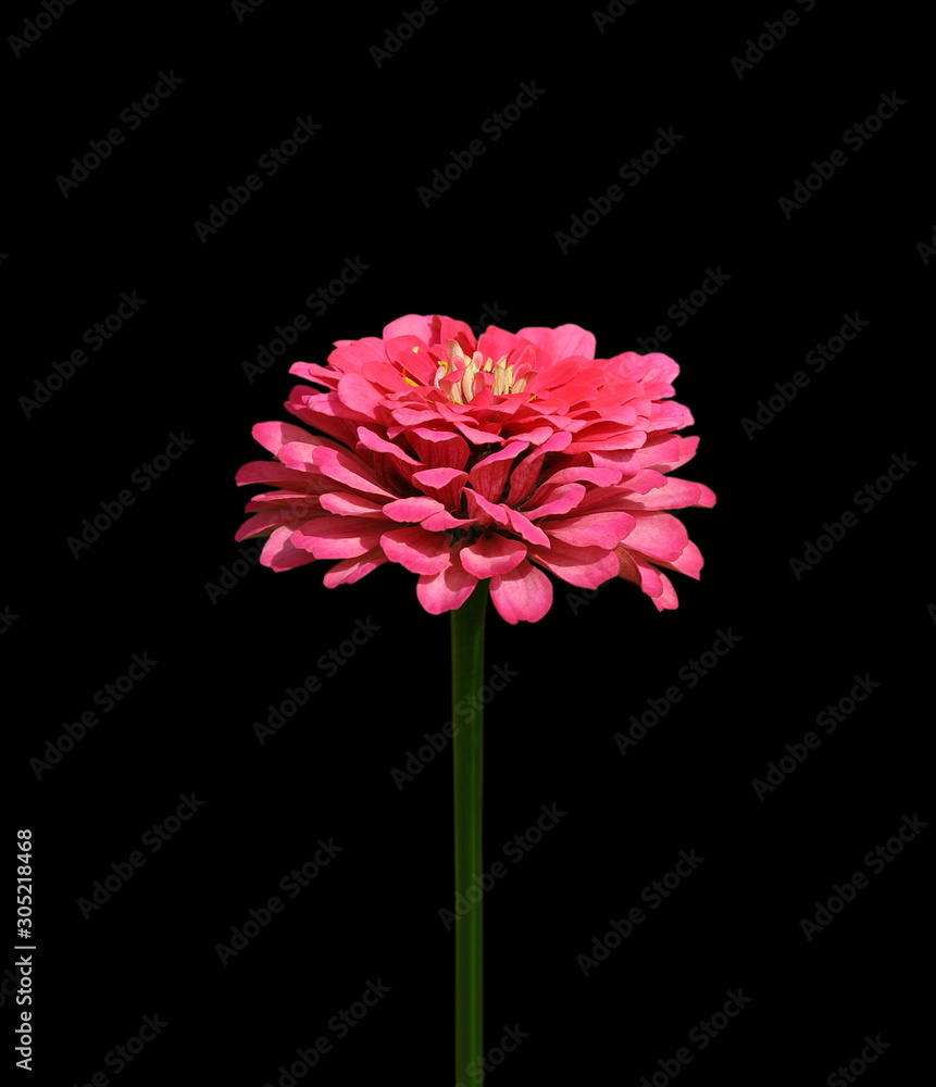 Beautiful pink Zinnia isolated on a black background