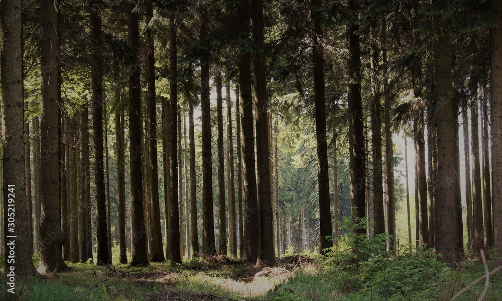Fototapeta premium zwischen hohen Bäumen