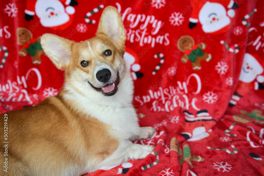 welsh corgi merry christmas winter dog december welsh corgi merry christmas winter dog december