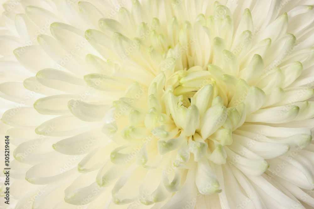 Chrysanthemum petals Chrysanthemum petals