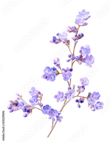 Branch with small lilac flowers  statice kermek  hand drawn in watercolor isolated on a white background. Ideal for creating invitations  greeting cards. Floral illustration.Watercolor botanic element