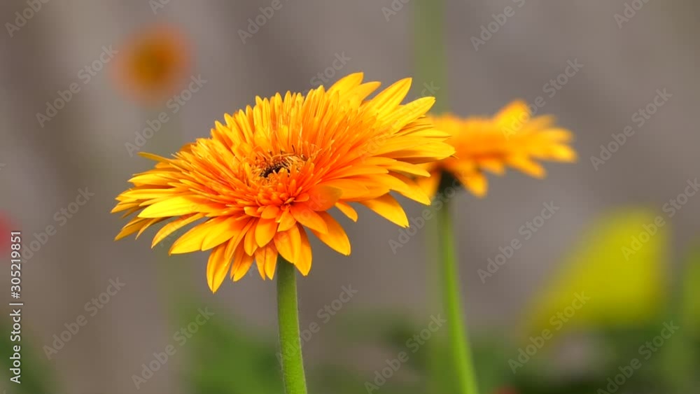 Close up a sweet orange gerbera flower blossom in a flora market with blur green leaves background. Fresh gerbera flowers grown in the greenhouse. Close up a sweet orange gerbera flower blossom in a flora market with blur green leaves background. Fresh gerbera flowers grown in the greenhouse.