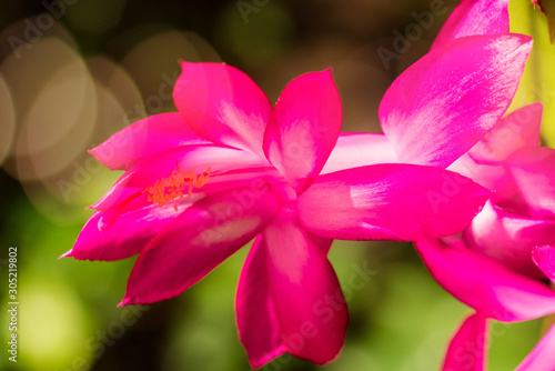 pink cactus flower close up