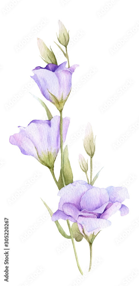 Tender branch of lilac bluebell (eustoma) hand drawn in watercolor isolated on a white background. Ideal for creating invitations, greeting cards. Floral illustration. Watercolor botanic element 