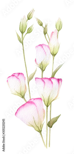 Tender branch with pink flowers  lisianthus  hand drawn in watercolor isolated on a white background. Ideal for creating invitations  greeting cards. Floral illustration. Watercolor botanic element 