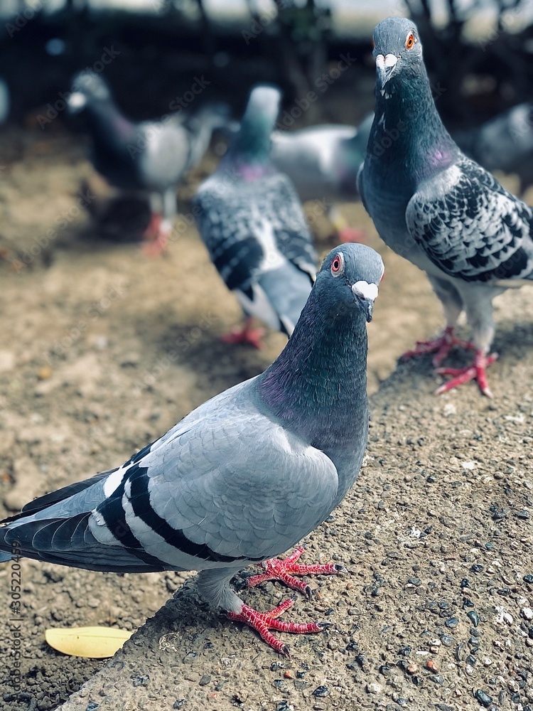 Fototapeta premium pigeons on the street