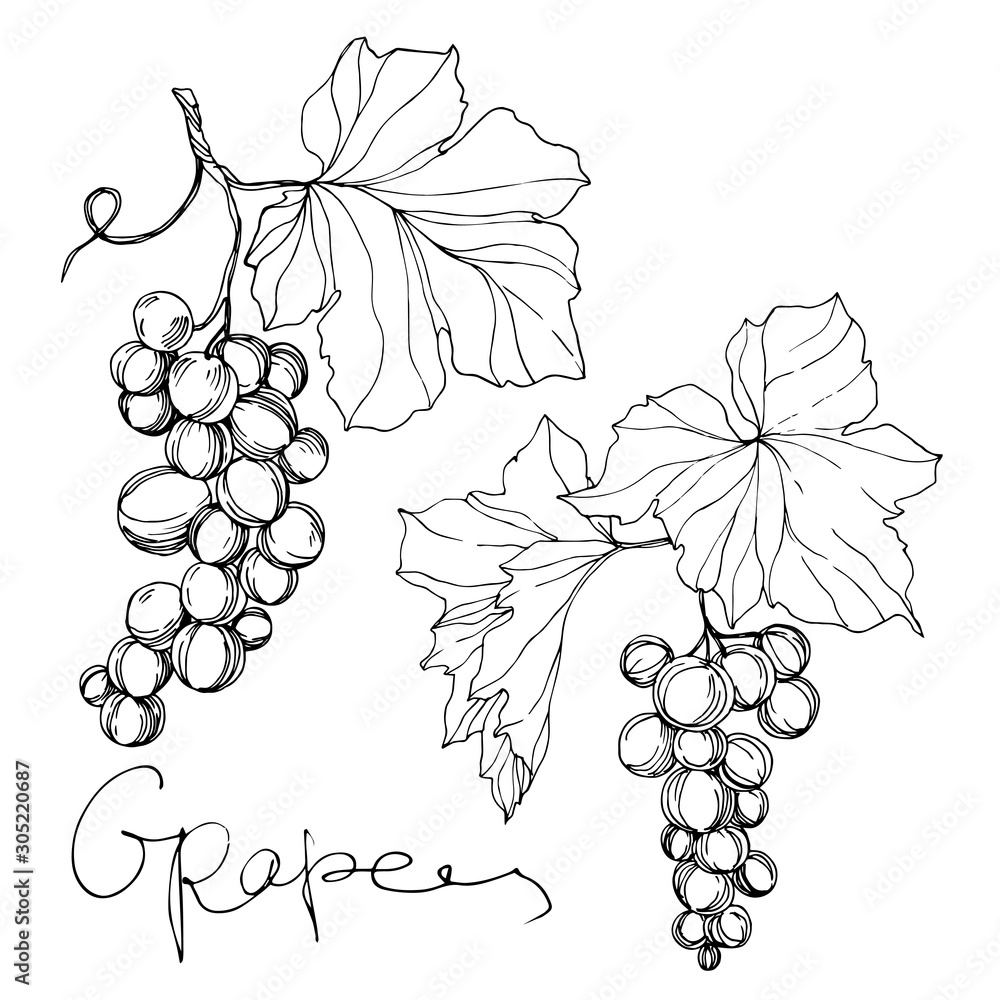 Fototapeta premium Vector Grape berry healthy food. Black and white engraved ink art. Isolated grape illustration element.