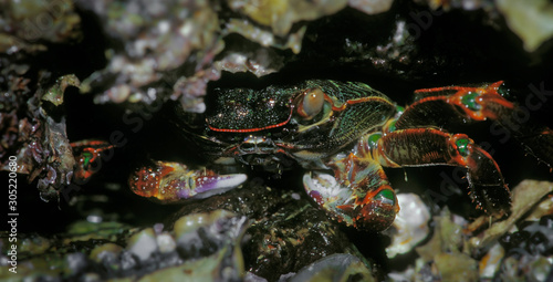 Crab hiding