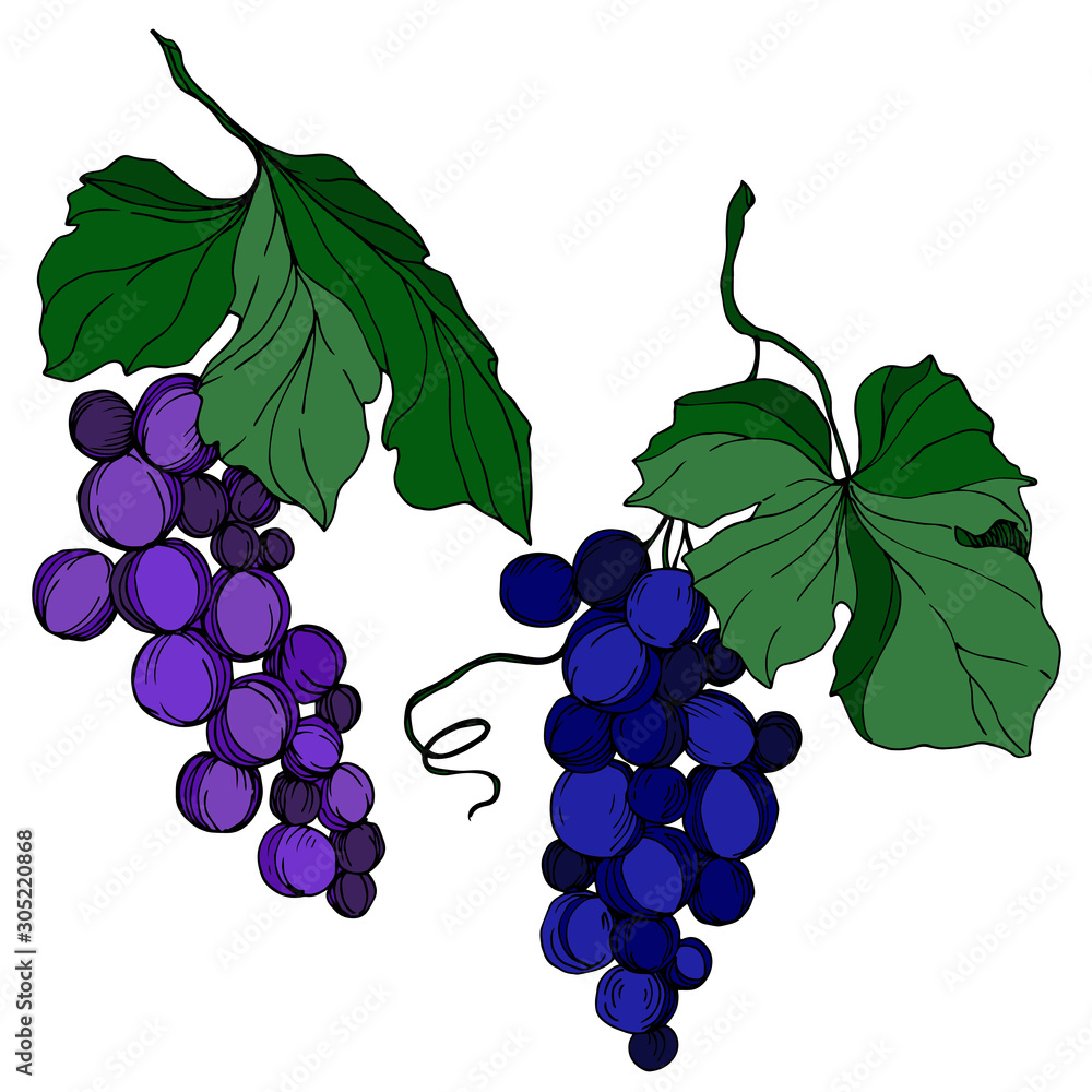 Obraz premium Vector Grape berry healthy food. Black and white engraved ink art. Isolated grape illustration element.