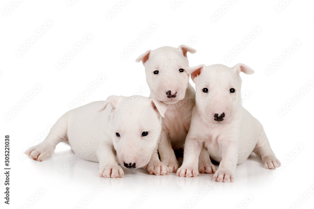 Three purebred white  Miniature Bull Terrier puppies - obrazy, fototapety, plakaty 
