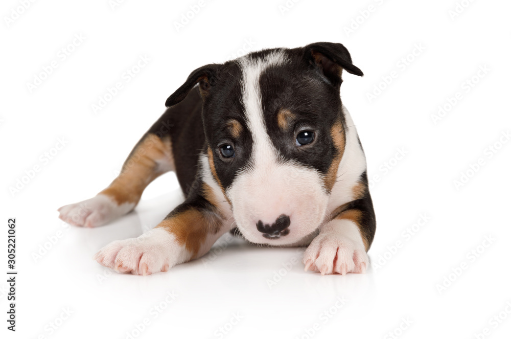 Adorable Miniature Bull Terrier puppy lying on a white background