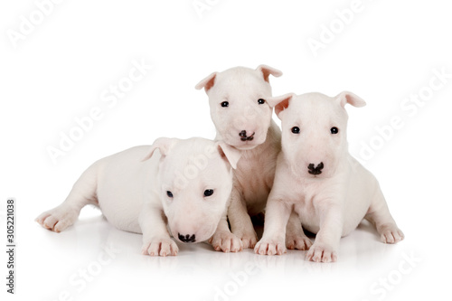 Foto Three purebred white  Miniature Bull Terrier puppies