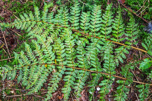 Detailed close up view on fern leaves on a forest ground photo