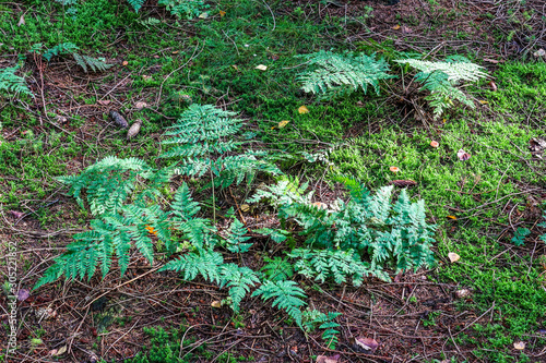 Detailed close up view on fern leaves on a forest ground photo