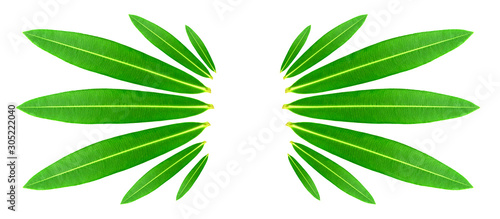 Green leaves isolated on white background. Group of Oleander flowers leaves in sun ray shaped or bird wing shaped.