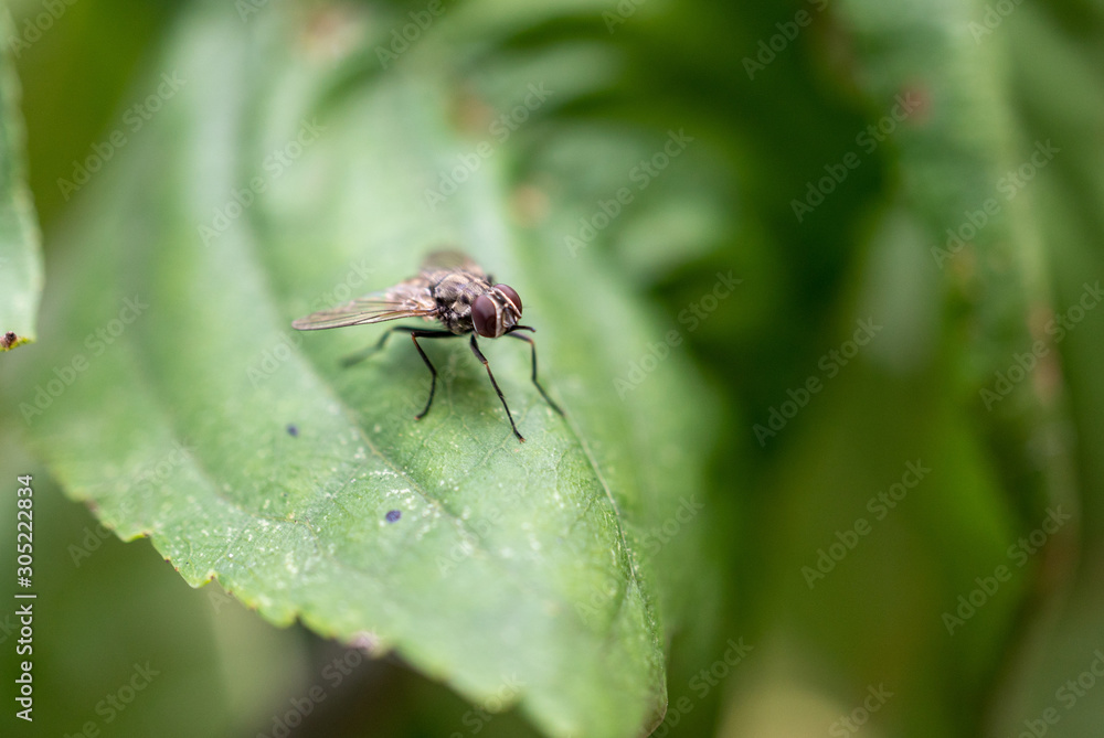 the fly the fly