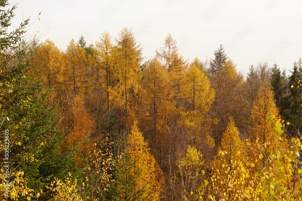 Gelbe Herbstbäume im Wald