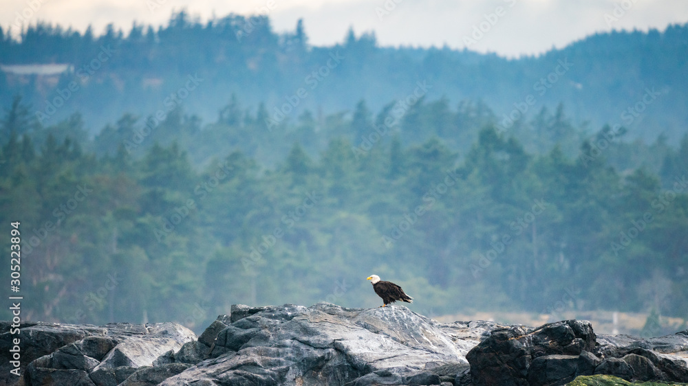 Bald Eagle on rocks at Victoria Bay, Vancouver Island, British Columbia, Canada