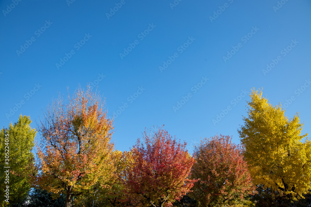 京都ぶらり、鷹峯あたりで紅葉黄葉カキ 京都ぶらり、鷹峯あたりで紅葉黄葉カキ