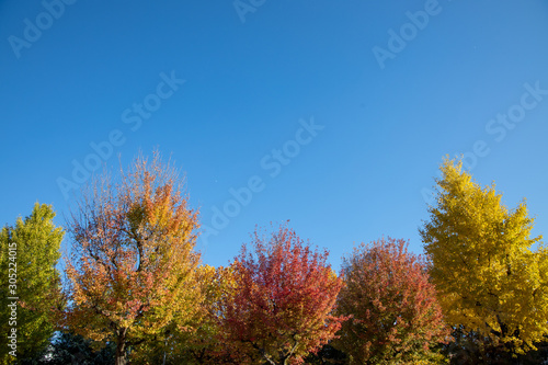 京都ぶらり、鷹峯あたりで紅葉黄葉カキ