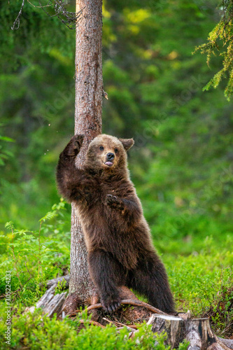 Brown bear stands near a tree in funny poses against the background of the forest. Summer. Finland. © gudkovandrey